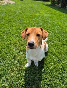 Jack Russel Milo - Leiblfing