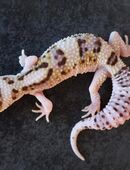 Leopardgeckos Männchen Weibchen verschiedene Farben in 13505