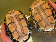Wasserschildkröten Trachemys venusta - Elz