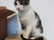 Schmusekaterchen Fluffy sucht weiches Kö - Margetshöchheim