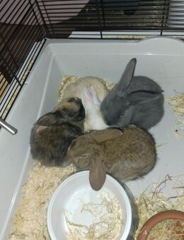 Zwerghasen 4 - Halle (Saale)