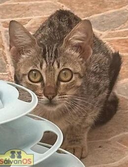 Chai sucht ihr Kuschelkörbchen - Bad Camberg