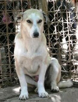 Die sanfte Caris wird im Auslauf gemobbt - Karben