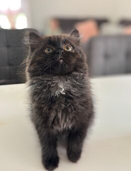 Ragdoll- Mix Kitten abgabebereit - Schorndorf (Baden-Württemberg)
