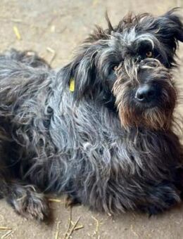 BEPPA ~ unsere Zotteline - Duisburg