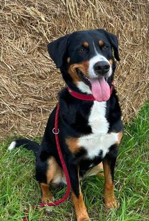 Swissy Dog / Großer Schweizer Sennenhund Welpen