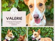 Valerie: Kleine Streunerin & Kuschelfan - Brühl (Nordrhein-Westfalen)