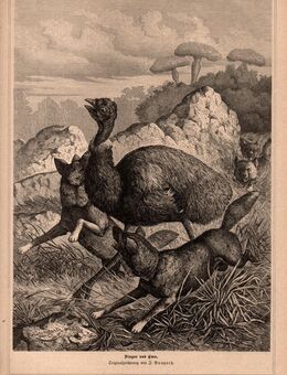 Grafik : Dingos und Emu. , J. Bungartz , Größe 31cm x 22cm , M7 - Görlitz