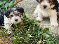 2 rüden Biewer Yorkshire Terrier mix - Ohrdruf