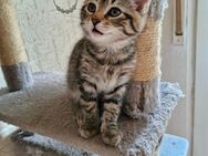 Grau getigerter Kater - Köln