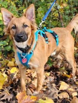 Mimo im Tierheim Sulzbach - Bad Vilbel