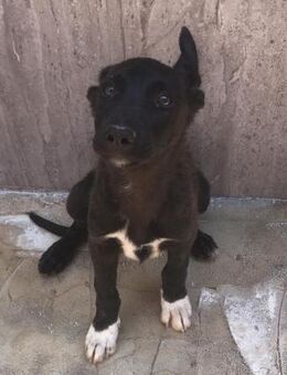 Estrella mit 5 Geschwistern ungewollt Al - Ludwigshafen (Rhein)