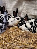 Dalmatiner Rex in 31606