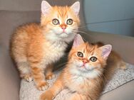 Bkh Kitten Abgabebereit! - Braunschweig
