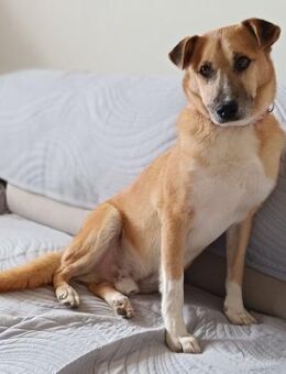 Olli - entspannter Traumhund - Berlin