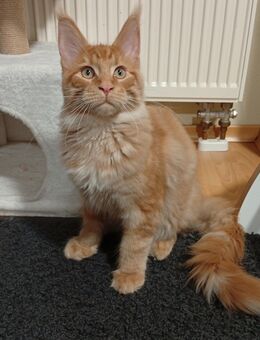 Maine coon Katerchen mit Stammbaum, Chip .... - Hemau
