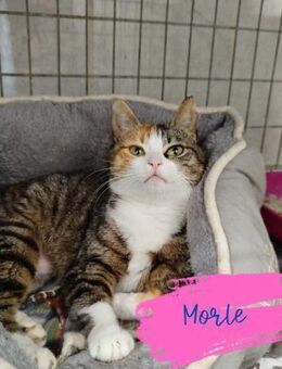 Glückskatze Morle - Beckingen