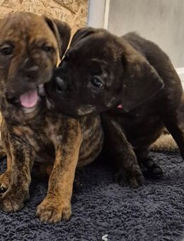 OEB Mix Welpen - Varel