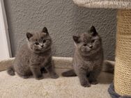 BKH Kitten zu verkaufen - Hamburg Bergedorf