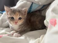 Katzenbaby - Fehrbellin