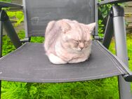 Schöner Weißer britischer kater - Greven (Nordrhein-Westfalen)
