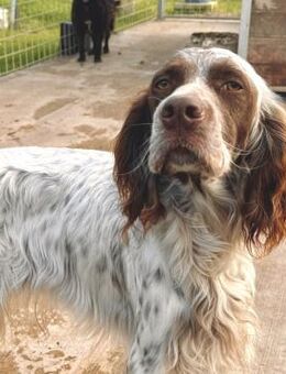 Marlboro - wunderschöner Setter - Würzburg