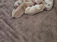 Golden Retriever Welpen - Schwaförden