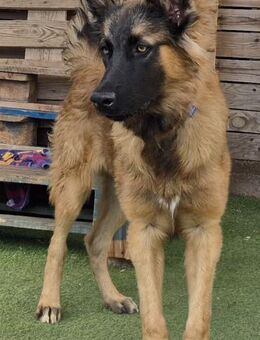 LOKI - Traumhund 💖 - Neudenau