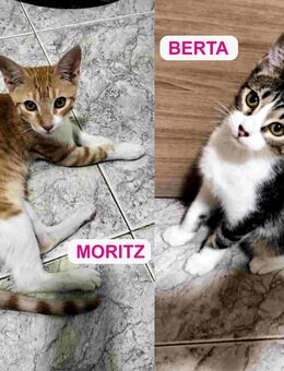 Moritz und Berta (5 Monate alt) suchen gemeinsam ein neues Zuhause (als Wohnungskatzen) - Kippenheim