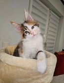 Zauberhaftes Maine Coon Mädchen Black-White-Torbie mit Stammbaum, Gechipt, Geimpft mit Gesundheitszeugnis sucht Zuhause in 67678