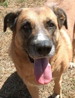 Mutterseelenalleine irrte ATHENA umher - Gefrees