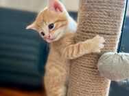BKH Mix: zuckersüße rote Katerchen Kitten Katzenbabies - Itzgrund