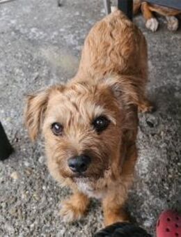 Lucky wartet in 56379 Oberwies - Oberwies