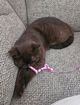 Reinrassiger BKH-Kater Chocolate mit bernsteinfarbigen Augen - kastriert & bereit für ein liebevolles Zuhause - Bad Oeynhausen