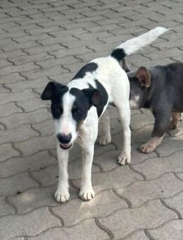 Maxi von kettenlos - Bollingstedt