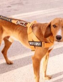 Junger Pave - Ellerbek