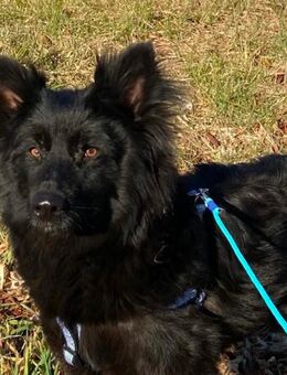 Altdeutsche Hütehunde Welpen - Illesheim