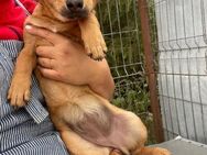 🌟Welpe Poppy sucht dringend ein Zuhause - Eislingen (Fils)