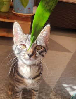 Tabby Kätzchen sucht ihre schmusefamilie - Augsburg