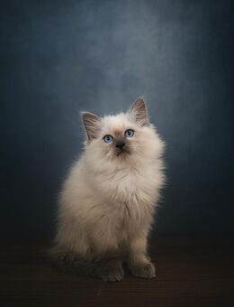 Zauberhafte Ragdoll-Kitten (Kater) suchen ihr Für-Immer-Zuhause ♡ - Aldersbach