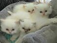 4 süße Perserkatzenbabys suchen ein neues Zuhause in 06132