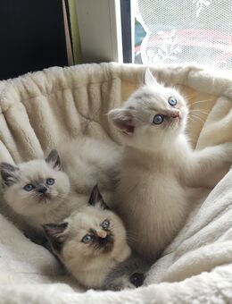 BKH Kitten mit Zubehör - Burscheid