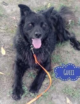 Gucci ein Freund fürs Leben - Flörsheim-Dalsheim