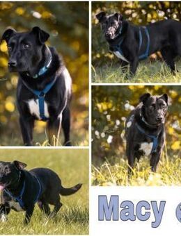 MACY -sucht erfahrene Menschen- - Duisburg