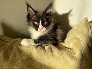 Maine Coon Kater Black-White-Silver-Tabby - Trebur