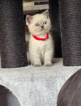 Wunderschöne blue Point bkh kitten abgabebereit - Aachen