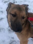 Socke sucht eine Familie in 41849