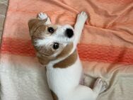 Jack Russell Welpen suchen liebevolles Zuhause - Sulingen Zentrum