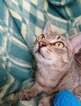 Lieber FIV positiver Bobo sucht Familie - Margetshöchheim