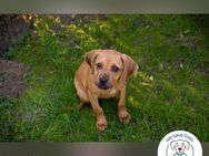 Apollo: Hundekind sucht ein Zuhause - Kirchzell